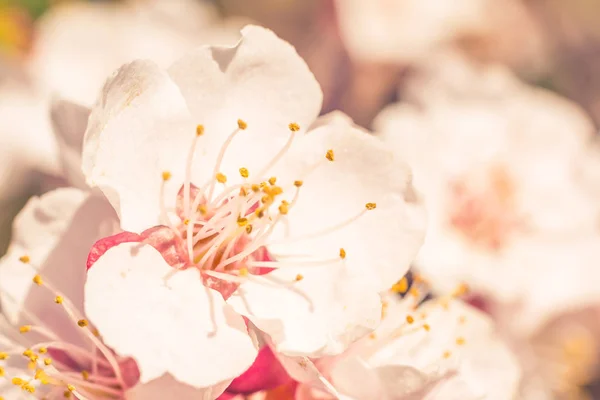 抽象的なぼやけた花の背景 満開と森の木の最初の葉 ごちそう お祝いや美しい花の装飾の概念 ソフト選択フォーカスで終了します トーン — ストック写真