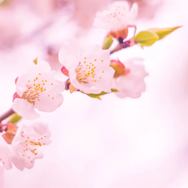 抽象的なぼやけた花の背景 満開と森の木の最初の葉 ごちそう お祝いや美しい花の装飾の概念 ソフト選択フォーカスで終了します トーン — ストック写真