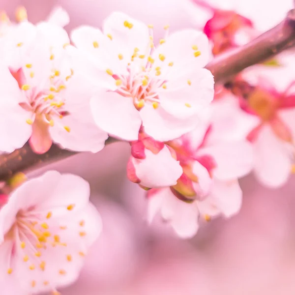 Abstracte Wazige Bloemenachtergrond Vol Bloei Eerste Bladeren Van Bosboom Lente — Stockfoto