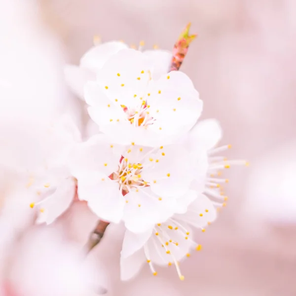 抽象的なぼやけた花の背景 満開と森の木の最初の葉 ごちそう お祝いや美しい花の装飾の概念 軟らかい選択的フォーカスを持つ閉鎖 — ストック写真