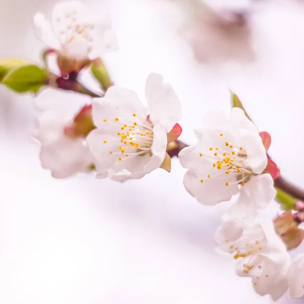 Concetto Floreale Primavera Piena Fioritura Albicocca Bellissimo Fiore Uno Sfondo — Foto Stock