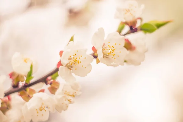 抽象的なぼやけた花の背景 満開と森の木の最初の葉 ごちそう お祝いや美しい花の装飾の概念 ソフト選択フォーカスで終了します トーン — ストック写真