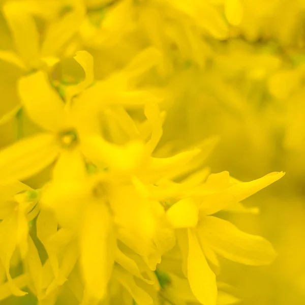 Abstrakt Suddig Blommig Bakgrund Full Blomning Och Första Löv Skogsträd — Stockfoto