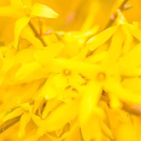 Astratto Sfondo Floreale Sfocato Piena Fioritura Prime Foglie Albero Forestale — Foto Stock