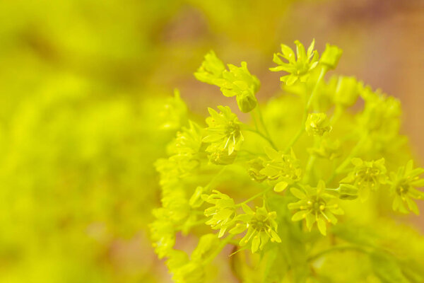 Abstract blurred floral background. Full blooming and first leafs of forest tree. Spring, feast, celebration and beautiful flower decoration concept. Closeup with soft selective focus. Toned