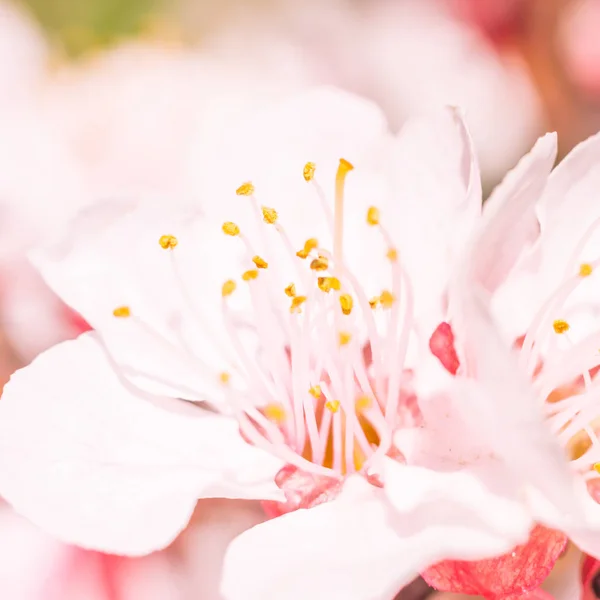 抽象的なぼやけた花の背景 満開と森の木の最初の葉 ごちそう お祝いや美しい花の装飾の概念 軟らかい選択的フォーカスを持つ閉鎖 — ストック写真