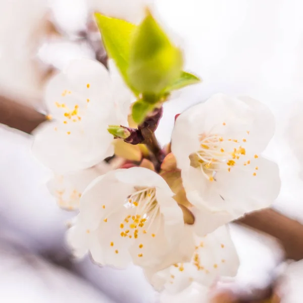 Frühlingsblumenkonzept Volle Blüte Des Aprikosenbaumes Schöne Blume Auf Abstraktem Verschwommenem — Stockfoto