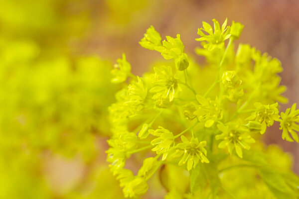 Abstract blurred floral background. Full blooming and first leafs of forest tree. Spring, feast, celebration and beautiful flower decoration concept. Closeup with soft selective focus. Toned