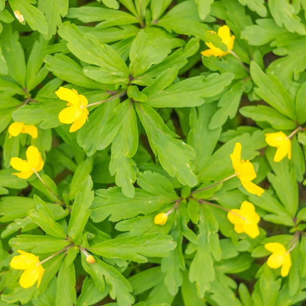 Abstrakte Verschwommene Florale Hintergrund Volle Blüte Und Erste Blätter Des — Stockfoto