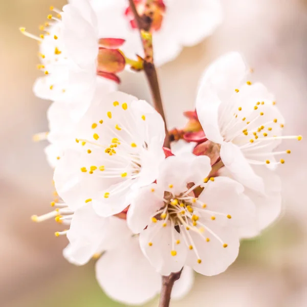 Concetto Floreale Primavera Piena Fioritura Albicocca Bellissimo Fiore Uno Sfondo — Foto Stock