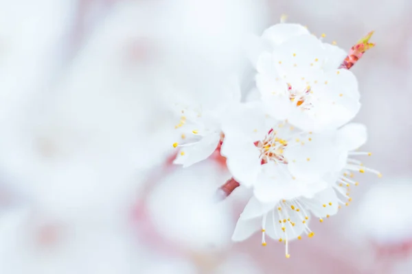 Abstrakte Verschwommene Florale Hintergrund Volle Blüte Und Erste Blätter Des — Stockfoto