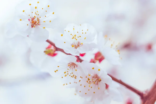 抽象的なぼやけた花の背景 満開と森の木の最初の葉 ごちそう お祝いや美しい花の装飾の概念 ソフト選択フォーカスで終了します トーン — ストック写真