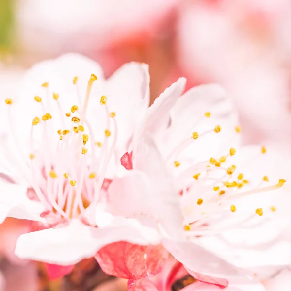 抽象的なぼやけた花の背景 満開と森の木の最初の葉 ごちそう お祝いや美しい花の装飾の概念 軟らかい選択的フォーカスを持つ閉鎖 — ストック写真