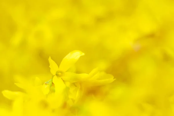 Abstraktní Rozmazané Květinové Pozadí Plně Kvetoucí První Listy Lesních Stromů — Stock fotografie