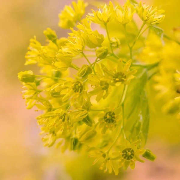 Abstrakt Suddig Blommig Bakgrund Full Blomning Och Första Löv Skogsträd — Stockfoto