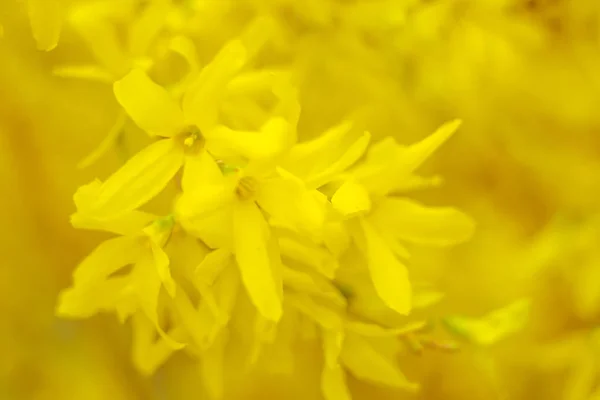 Fondo Floral Borroso Abstracto Plena Floración Primeras Hojas Árbol Forestal — Foto de Stock