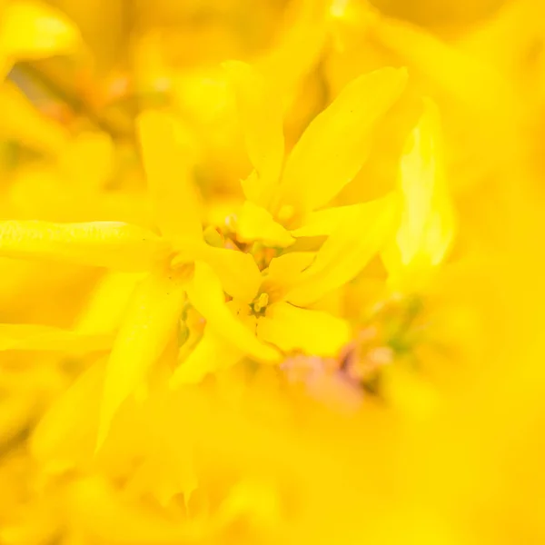 Fondo Floral Borroso Abstracto Plena Floración Primeras Hojas Árbol Forestal — Foto de Stock