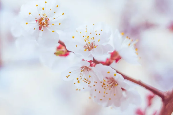 Abstrakte Verschwommene Florale Hintergrund Volle Blüte Und Erste Blätter Des — Stockfoto