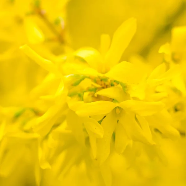 抽象的なぼやけた花の背景 満開と森の木の最初の葉 ごちそう お祝いや美しい花の装飾の概念 軟らかい選択的フォーカスを持つ閉鎖 — ストック写真