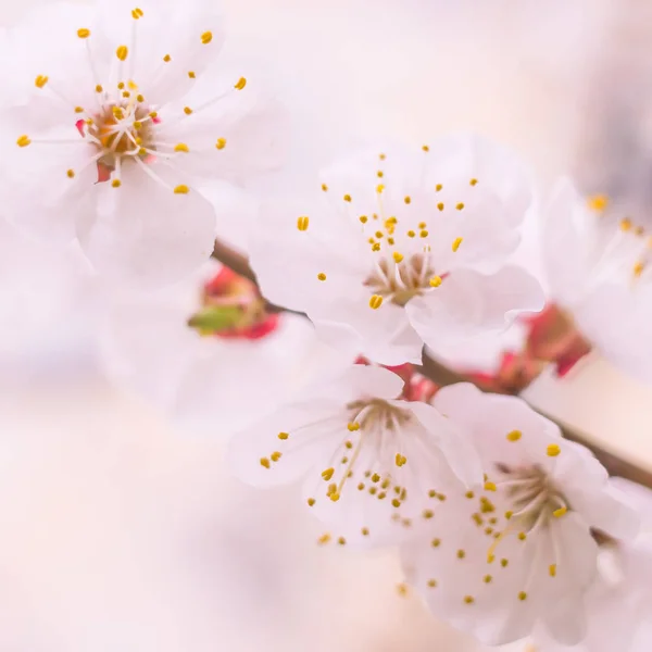 Abstract Blurred Floral Background Full Blooming First Leafs Forest Tree — 스톡 사진