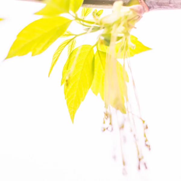 Abstrakcyjne Rozmazane Tło Kwiatowe Pełne Kwitnienie Pierwsze Liście Drzew Leśnych — Zdjęcie stockowe