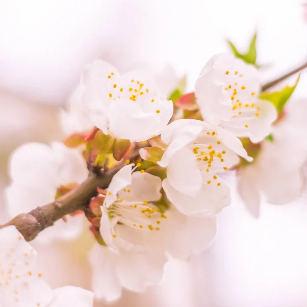 抽象的なぼやけた花の背景 満開と森の木の最初の葉 ごちそう お祝いや美しい花の装飾の概念 軟らかい選択的フォーカスを持つ閉鎖 — ストック写真