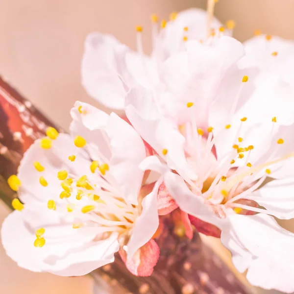 抽象的なぼやけた花の背景 満開と森の木の最初の葉 ごちそう お祝いや美しい花の装飾の概念 軟らかい選択的フォーカスを持つ閉鎖 — ストック写真