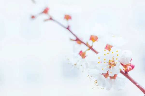 抽象的なぼやけた花の背景 満開と森の木の最初の葉 ごちそう お祝いや美しい花の装飾の概念 ソフト選択フォーカスで終了します トーン — ストック写真