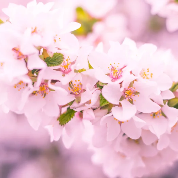 抽象的なぼやけた花の背景 満開と森の木の最初の葉 ごちそう お祝いや美しい花の装飾の概念 ソフト選択フォーカスで終了します トーン — ストック写真