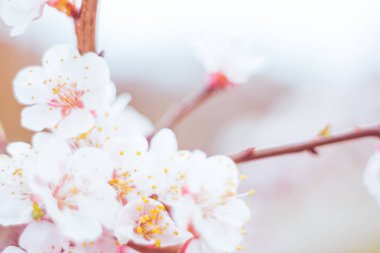 Bulanık çiçek arkaplanı. Dolu çiçekler ve orman ağacının ilk yaprakları. Bahar, ziyafet, kutlama ve güzel çiçek dekorasyonu konsepti. Yumuşak seçici bir odak ile yakın çekim. Ayarlanmış