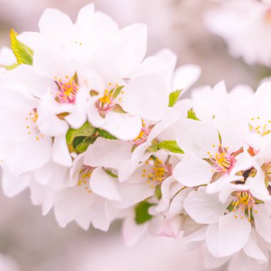 Bulanık çiçek arkaplanı. Dolu çiçekler ve orman ağacının ilk yaprakları. Bahar, ziyafet, kutlama ve güzel çiçek dekorasyonu konsepti. Yumuşak seçici odaklı yakın plan