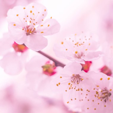 Bulanık çiçek arkaplanı. Dolu çiçekler ve orman ağacının ilk yaprakları. Bahar, ziyafet, kutlama ve güzel çiçek dekorasyonu konsepti. Yumuşak seçici bir odak ile yakın çekim. Ayarlanmış