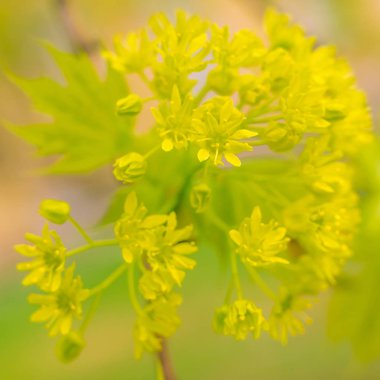 Bulanık çiçek arkaplanı. Dolu çiçekler ve orman ağacının ilk yaprakları. Bahar, ziyafet, kutlama ve güzel çiçek dekorasyonu konsepti. Yumuşak seçici odaklı yakın plan