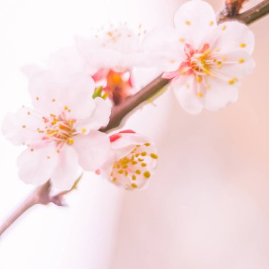 Bulanık çiçek arkaplanı. Dolu çiçekler ve orman ağacının ilk yaprakları. Bahar, ziyafet, kutlama ve güzel çiçek dekorasyonu konsepti. Yumuşak seçici odaklı yakın plan