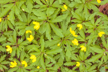 Bulanık çiçek arkaplanı. Dolu çiçekler ve orman ağacının ilk yaprakları. Bahar, ziyafet, kutlama ve güzel çiçek dekorasyonu konsepti. Yumuşak seçici bir odak ile yakın çekim. Ayarlanmış