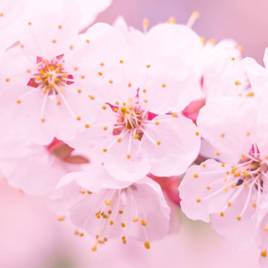 Bulanık çiçek arkaplanı. Dolu çiçekler ve orman ağacının ilk yaprakları. Bahar, ziyafet, kutlama ve güzel çiçek dekorasyonu konsepti. Yumuşak seçici bir odak ile yakın çekim. Ayarlanmış