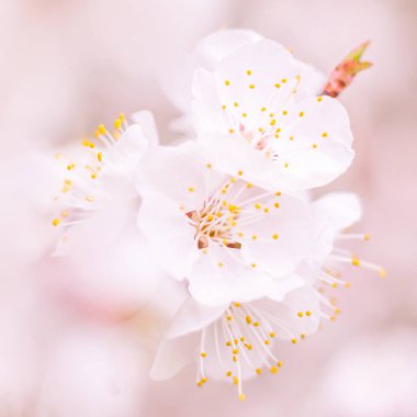 Bulanık çiçek arkaplanı. Dolu çiçekler ve orman ağacının ilk yaprakları. Bahar, ziyafet, kutlama ve güzel çiçek dekorasyonu konsepti. Yumuşak seçici odaklı yakın plan