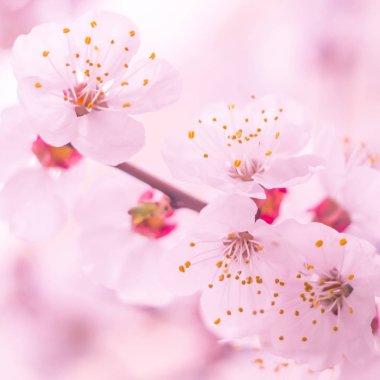 Bulanık çiçek arkaplanı. Dolu çiçekler ve orman ağacının ilk yaprakları. Bahar, ziyafet, kutlama ve güzel çiçek dekorasyonu konsepti. Yumuşak seçici bir odak ile yakın çekim. Ayarlanmış