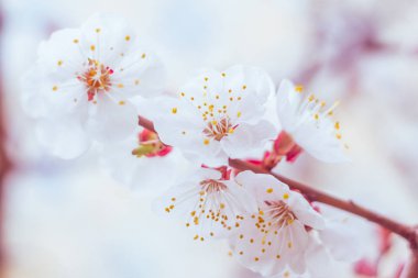 Bulanık çiçek arkaplanı. Dolu çiçekler ve orman ağacının ilk yaprakları. Bahar, ziyafet, kutlama ve güzel çiçek dekorasyonu konsepti. Yumuşak seçici bir odak ile yakın çekim. Ayarlanmış