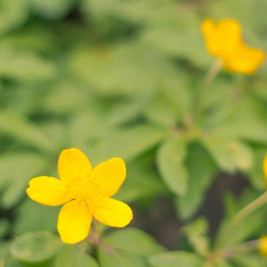 Bulanık çiçek arkaplanı. Dolu çiçekler ve orman ağacının ilk yaprakları. Bahar, ziyafet, kutlama ve güzel çiçek dekorasyonu konsepti. Yumuşak seçici bir odak ile yakın çekim. Ayarlanmış
