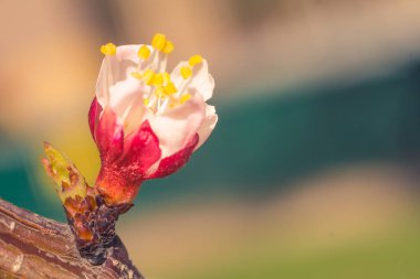Bulanık çiçek arkaplanı. Dolu çiçekler ve orman ağacının ilk yaprakları. Bahar, ziyafet, kutlama ve güzel çiçek dekorasyonu konsepti. Yumuşak seçici bir odak ile yakın çekim. Ayarlanmış