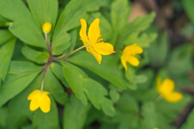 Bulanık çiçek arkaplanı. Dolu çiçekler ve orman ağacının ilk yaprakları. Bahar, ziyafet, kutlama ve güzel çiçek dekorasyonu konsepti. Yumuşak seçici bir odak ile yakın çekim. Ayarlanmış