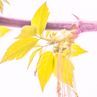 Bulanık çiçek arkaplanı. Dolu çiçekler ve orman ağacının ilk yaprakları. Bahar, ziyafet, kutlama ve güzel çiçek dekorasyonu konsepti. Yumuşak seçici bir odak ile yakın çekim. Ayarlanmış