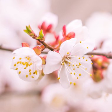 Bulanık çiçek arkaplanı. Dolu çiçekler ve orman ağacının ilk yaprakları. Bahar, ziyafet, kutlama ve güzel çiçek dekorasyonu konsepti. Yumuşak seçici odaklı yakın plan