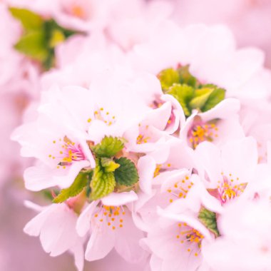 Bulanık çiçek arkaplanı. Dolu çiçekler ve orman ağacının ilk yaprakları. Bahar, ziyafet, kutlama ve güzel çiçek dekorasyonu konsepti. Yumuşak seçici bir odak ile yakın çekim. Ayarlanmış