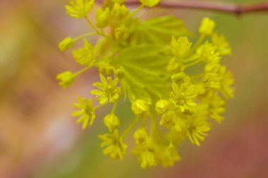 Bulanık çiçek arkaplanı. Dolu çiçekler ve orman ağacının ilk yaprakları. Bahar, ziyafet, kutlama ve güzel çiçek dekorasyonu konsepti. Yumuşak seçici bir odak ile yakın çekim. Ayarlanmış