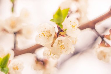 Bulanık çiçek arkaplanı. Dolu çiçekler ve orman ağacının ilk yaprakları. Bahar, ziyafet, kutlama ve güzel çiçek dekorasyonu konsepti. Yumuşak seçici bir odak ile yakın çekim. Ayarlanmış