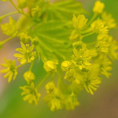Bulanık çiçek arkaplanı. Dolu çiçekler ve orman ağacının ilk yaprakları. Bahar, ziyafet, kutlama ve güzel çiçek dekorasyonu konsepti. Yumuşak seçici odaklı yakın plan