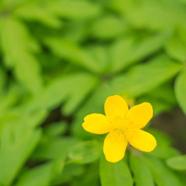 Bulanık çiçek arkaplanı. Dolu çiçekler ve orman ağacının ilk yaprakları. Bahar, ziyafet, kutlama ve güzel çiçek dekorasyonu konsepti. Yumuşak seçici odaklı yakın plan