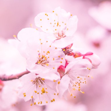 Bulanık çiçek arkaplanı. Dolu çiçekler ve orman ağacının ilk yaprakları. Bahar, ziyafet, kutlama ve güzel çiçek dekorasyonu konsepti. Yumuşak seçici bir odak ile yakın çekim. Ayarlanmış